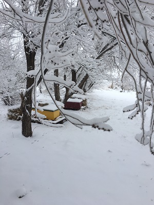 Snowy Hives